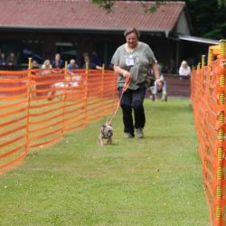 hunderennen 01 06 25