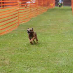 hunderennen 01 06 25