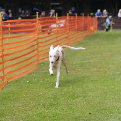 hunderennen 01 06 25