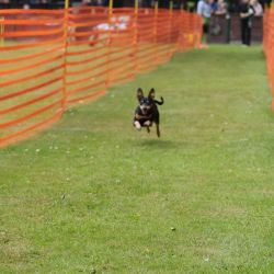 hunderennen 01 06 25