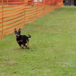 hunderennen 01 06 25