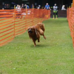 hunderennen 01 06 25