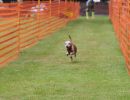 hunderennen 01 06 25