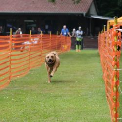 hunderennen 01 06 25