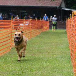 hunderennen 01 06 25