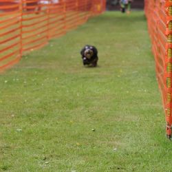 hunderennen 01 06 25