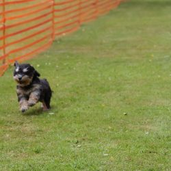 hunderennen 01 06 25