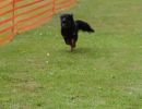 hunderennen 01 06 25