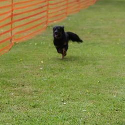 hunderennen 01 06 25