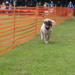 hunderennen 01 06 25
