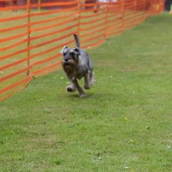 hunderennen 01 06 25