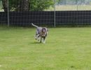 hunderennen 01 06 25