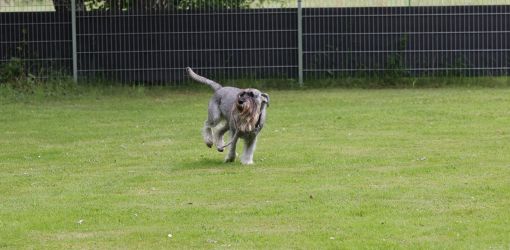 hunderennen 01 06 25