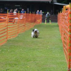 hunderennen 01 06 25