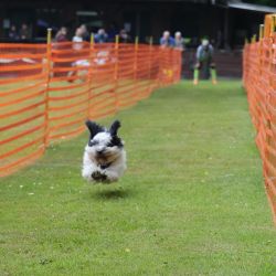 hunderennen 01 06 25