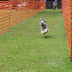 hunderennen 01 06 25