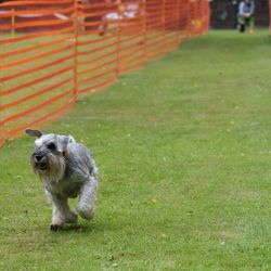 hunderennen 01 06 25