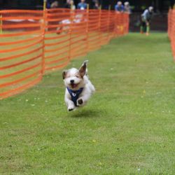 hunderennen 01 06 25