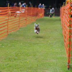 hunderennen 01 06 25