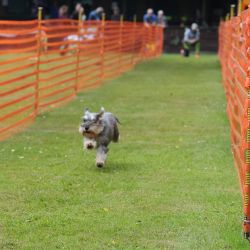 hunderennen 01 06 25