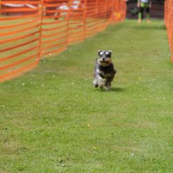 hunderennen 01 06 25