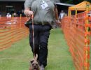hunderennen 01 06 25
