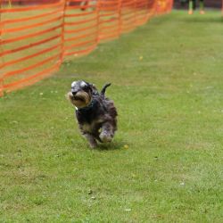 hunderennen 01 06 25