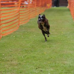 hunderennen 01 06 25