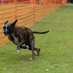 hunderennen 01 06 25