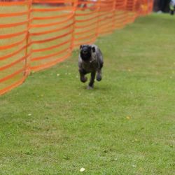 hunderennen 01 06 25