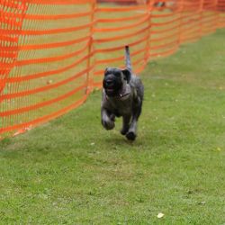 hunderennen 01 06 25