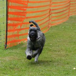 hunderennen 01 06 25