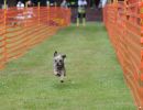 hunderennen 01 06 25