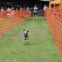 hunderennen 01 06 25