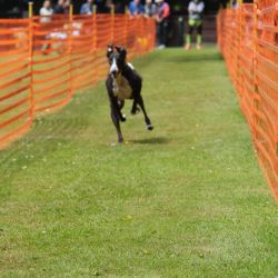 hunderennen 01 06 25