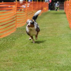 hunderennen 01 06 25