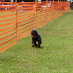 hunderennen 01 06 25