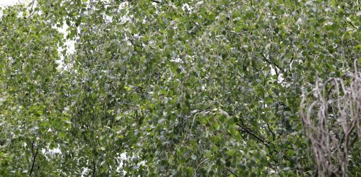 hunderennen 01 06 25