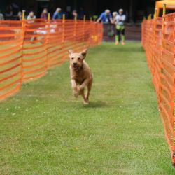 hunderennen 01 06 25