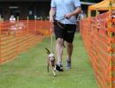 hunderennen 01 06 25