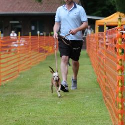 hunderennen 01 06 25