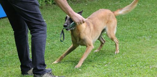 hunderennen 01 06 25