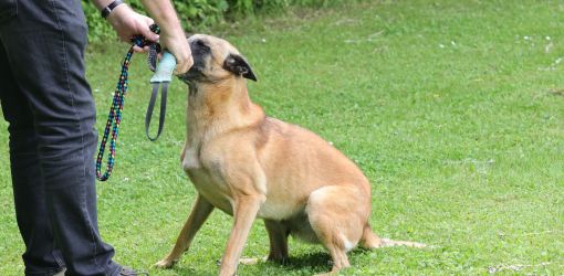 hunderennen 01 06 25