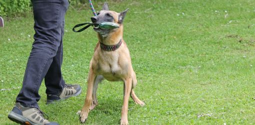 hunderennen 01 06 25