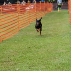 hunderennen 01 06 25