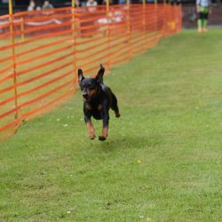 hunderennen 01 06 25