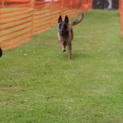 hunderennen 01 06 25