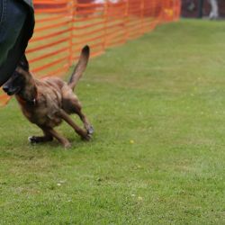 hunderennen 01 06 25