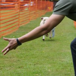 hunderennen 01 06 25