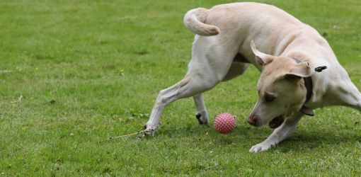 hunderennen 01 06 25